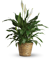 Simply Elegant Spathiphyllum - Medium from Clermont Florist & Wine Shop, flower shop in Clermont